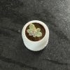 Vaso para Suculentas Mini com Prato de Drenagem - Slant